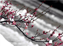惠忠庵讀書(shū)夜｜活在珍貴的人間：一次關(guān)于詩(shī)歌的細(xì)讀“好像有樹(shù)葉在門(mén)前燃燒，而抱回的柴禾里有水珠滴落……”[詳細(xì)]