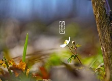 《春分》春分了，天氣漸漸暖起來。草木萬物都生發(fā)了，空氣里里濕漉漉甜絲絲的，有一股子好聞的泥土腥味兒。[詳細]