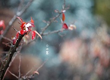 《小寒》正是小寒天氣，三九了。一九二九不出手，三九四九冰上走。今年一場雪還沒下，大地卻都上凍了。[詳細]