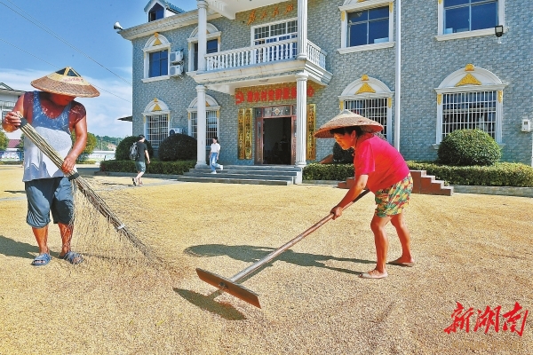 9月20日，漫水村村民在操坪曬稻谷。