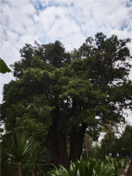 來到翁基古寨，不能不注意到一座寺廟和一棵古樹。寺廟是帕哎冷寺，古樹則是一棵古柏樹。翁基古柏經(jīng)研究鑒定，樹齡在2500年以上，樹根徑圍11米，胸徑3.5米，樹高20余米。相傳翁基后山上有妖龍為惡村里，為解除村民苦難，一佛爺來到村頭打坐誦經(jīng)，點化惡龍。日久天長，惡龍終受感化而變身成為柏樹。它與古寺相伴相生，綠蔭蔽天，村民稱此景觀為“古柏聽經(jīng)”。
