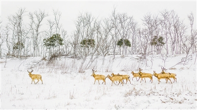 　圖為“我的家園”攝影聯(lián)展參展作品《濕地家園》，攝于江蘇鹽城。 　　葛乃航攝