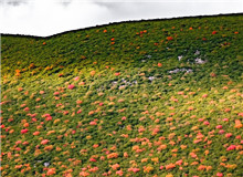 謳歌生命　　鳥類的一生，無比艱難，九死一生。但它們永遠(yuǎn)樂觀，不悲苦。鳥類有著人類一樣偉大的愛，為了家族，可以犧牲自己。[詳細(xì)]