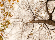 樸素之語盡寫萬物卑微之美　　“深山多古木多闊葉木，多山泉?！倍潭痰倪@句話，蘊(yùn)藏了六年的足跡與情感。[詳細(xì)]